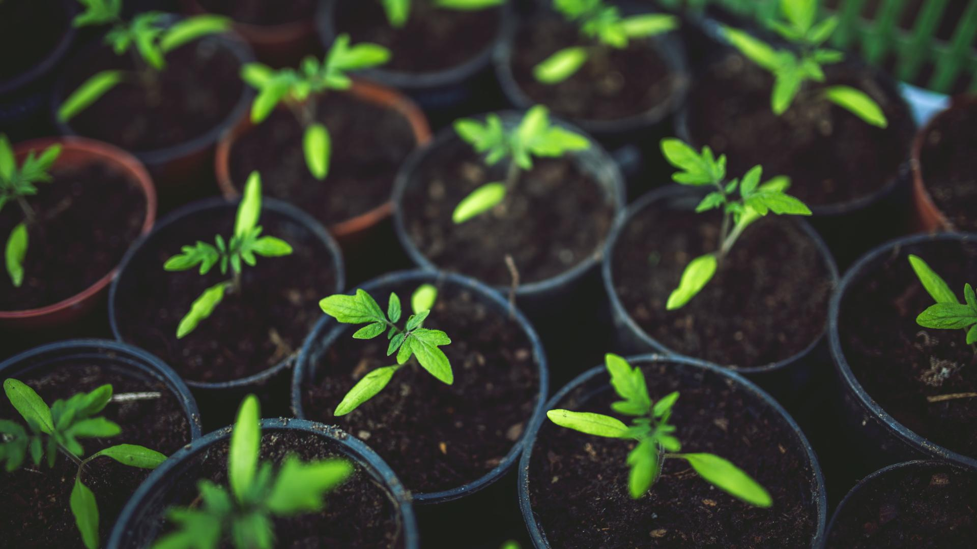 A Guide to Turning Your Shed Into a Greenhouse