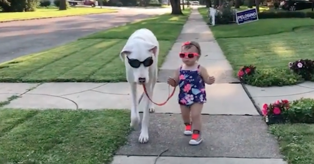 This Toddler and Deaf Great Dane Make the Ultimate Duo