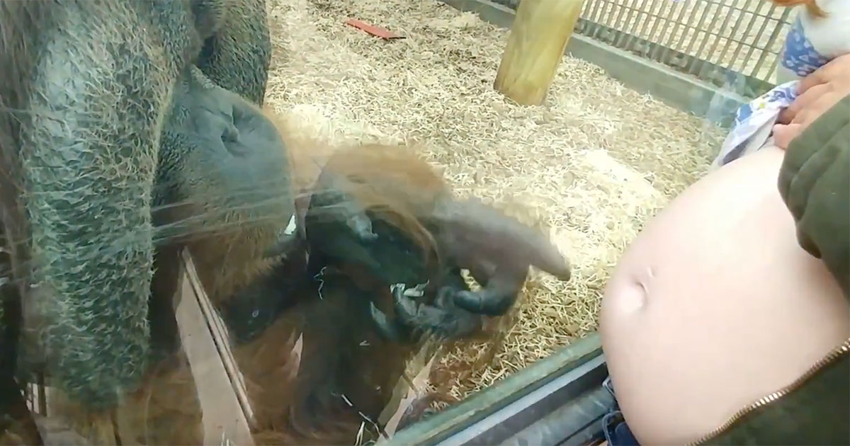 orangutan baby bump