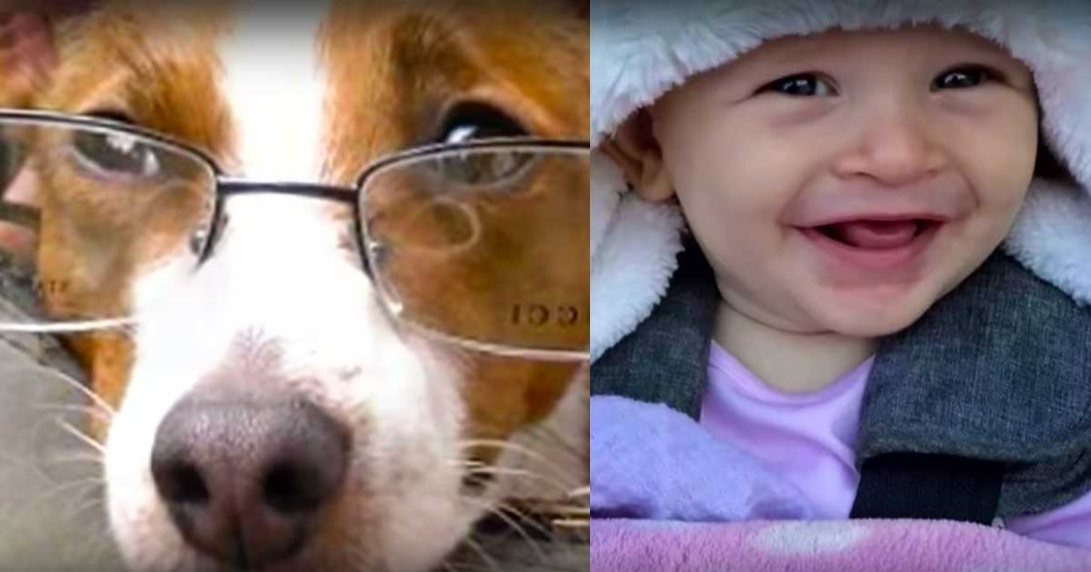 Adorable Baby Learns to Crawl by Copying the Family Dog