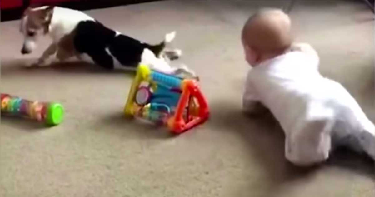 dog teaches baby