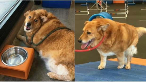 overweight dogs zoom room