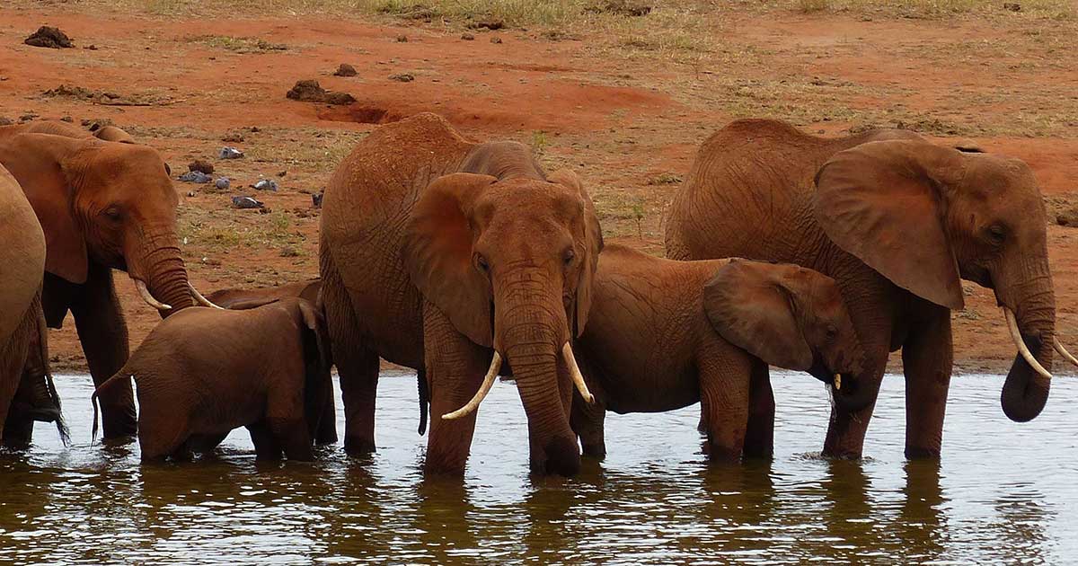 elephant wears shoes