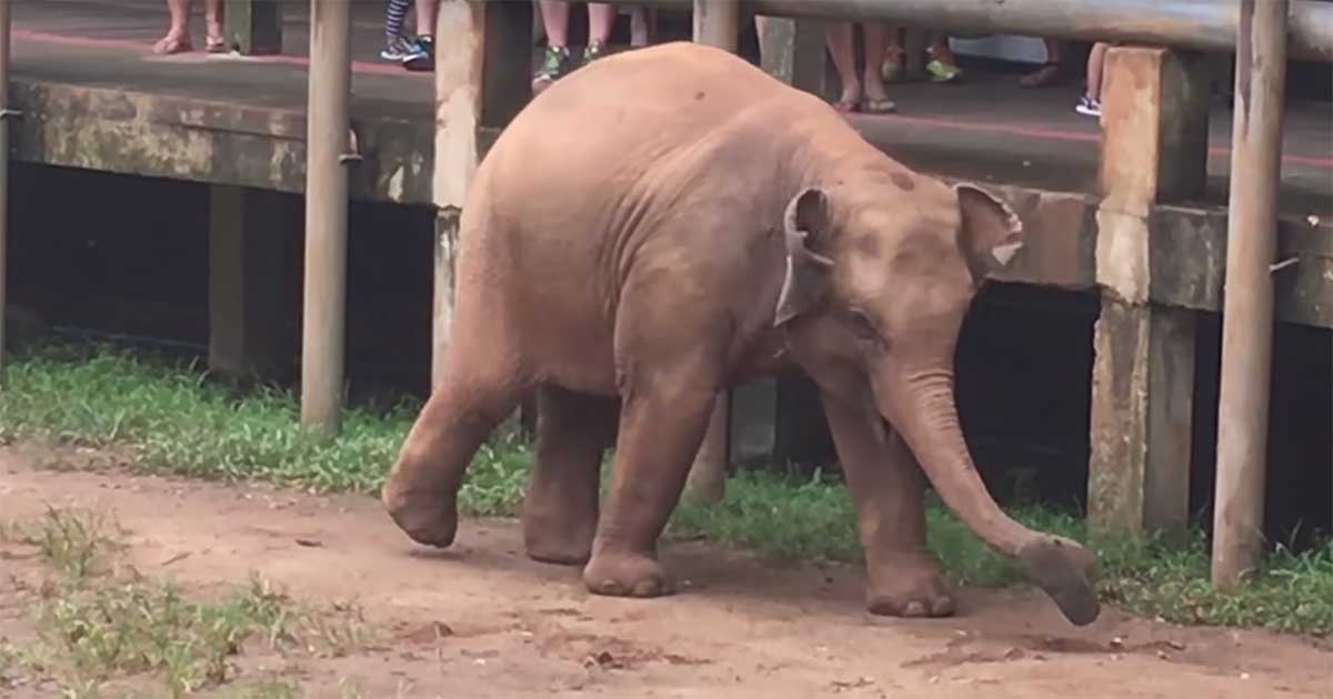 elephant wears shoes