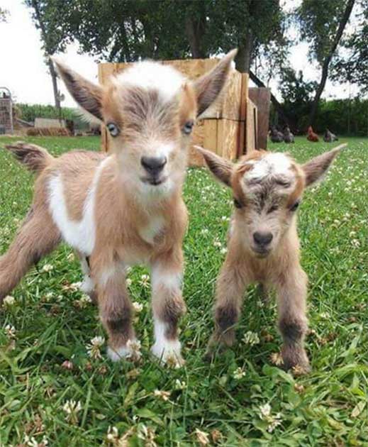 pygmy goats