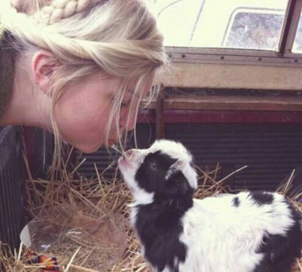 pygmy goats