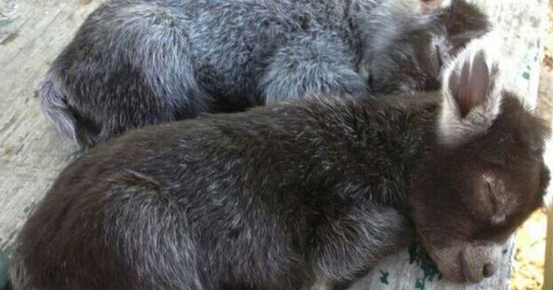 pygmy goats
