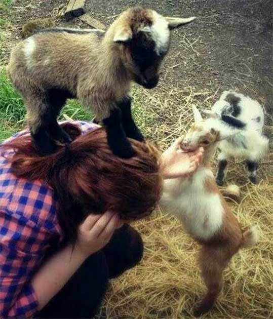 pygmy goats