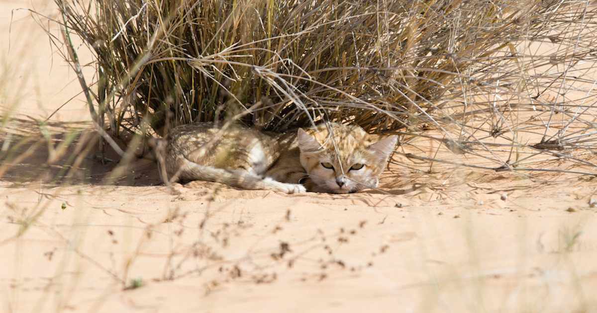sand kittens