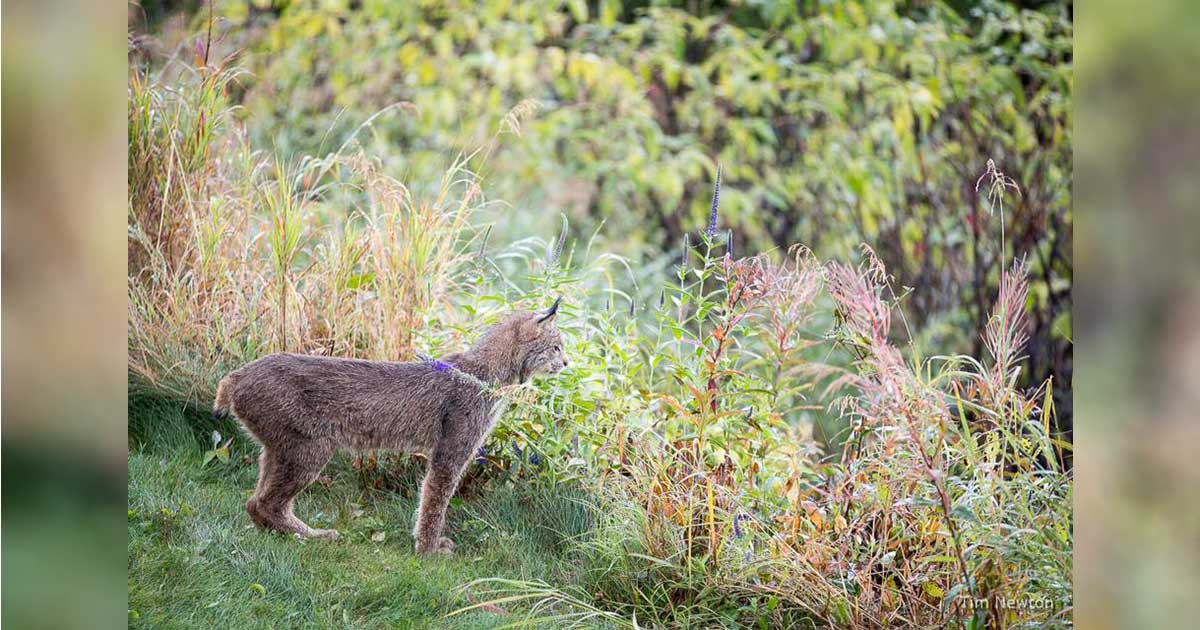 Family of Wild Lynx