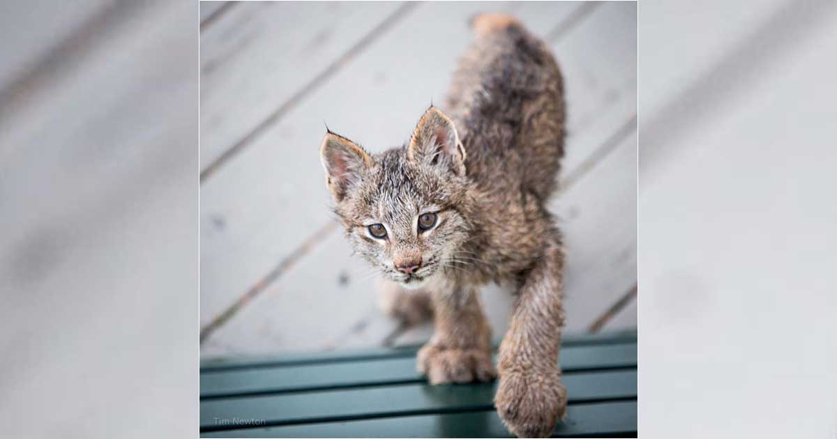Family of Wild Lynx