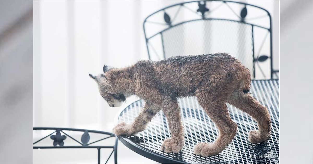 Family of Wild Lynx