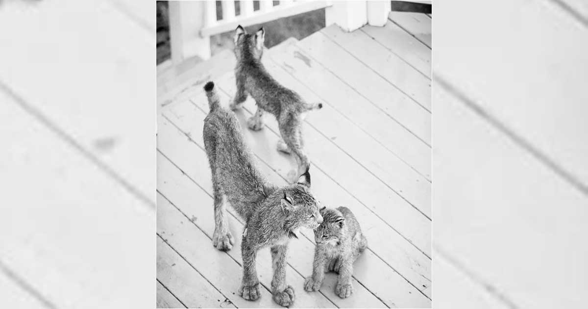 Family of Wild Lynx