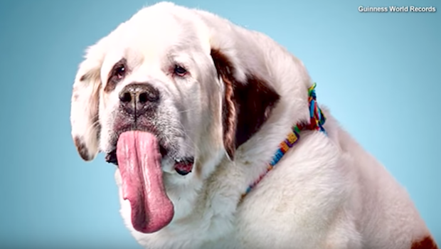 largest canine tongue