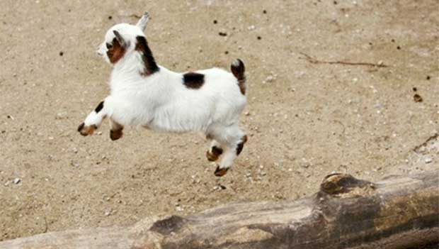 pigmy goats