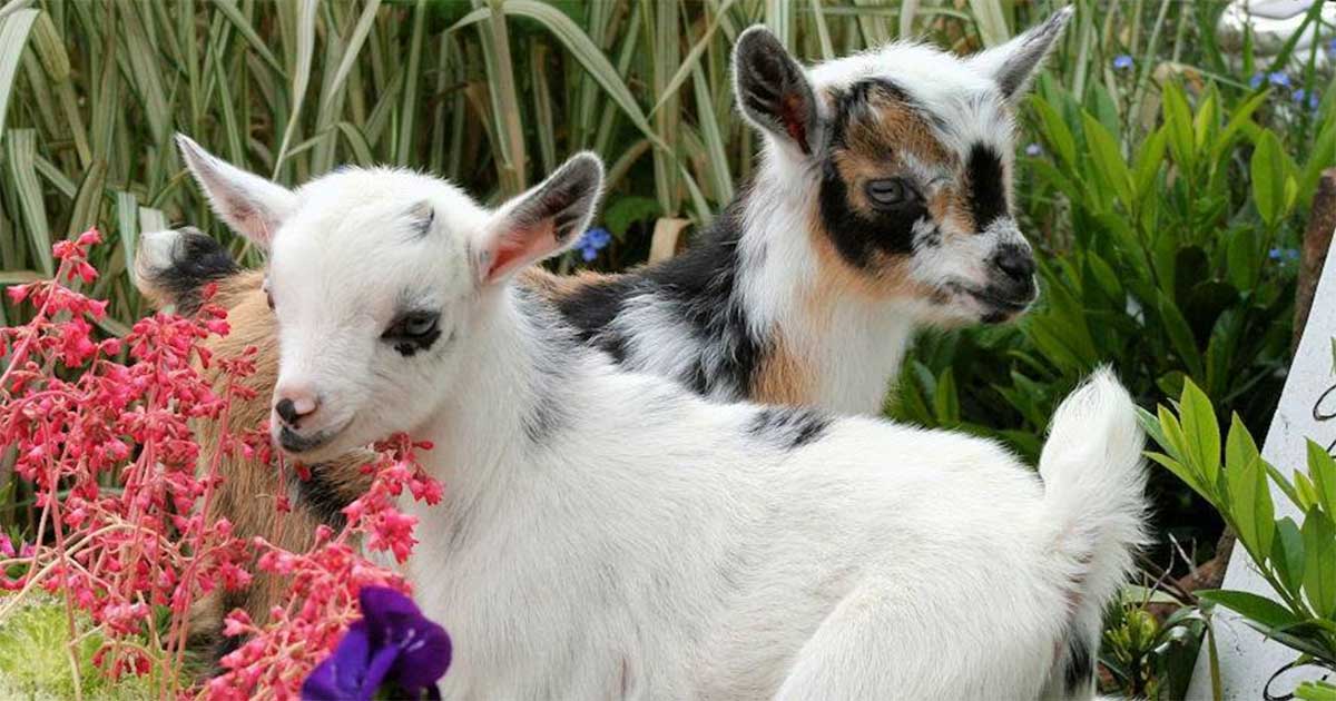 pygmy goats