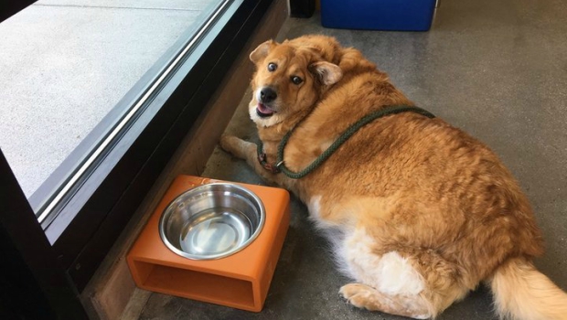 overweight dogs zoom room