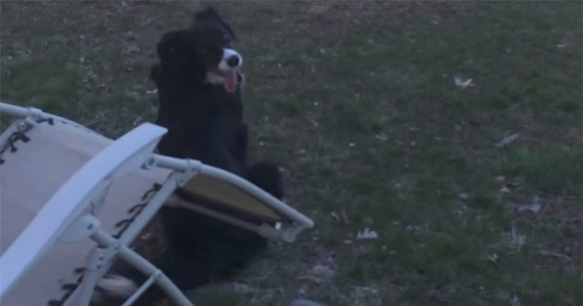 dog chases moon