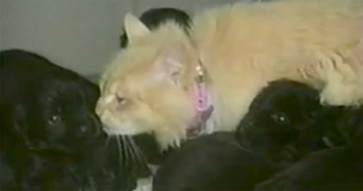 cat takes care of dogs