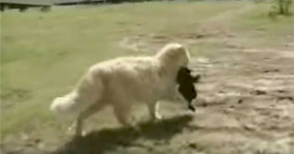 cat takes care of dogs