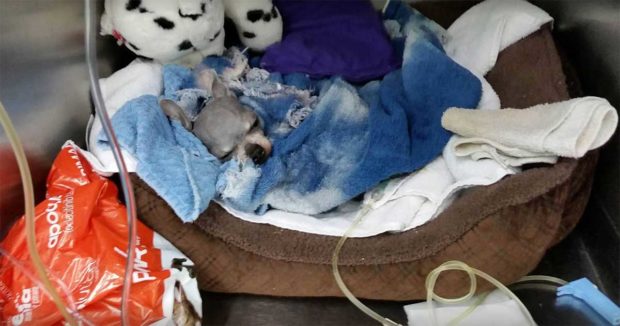 dog dies owner Alzheimer's