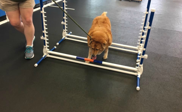 overweight dogs zoom room