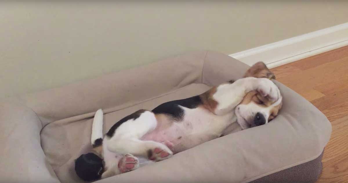 beagle nap