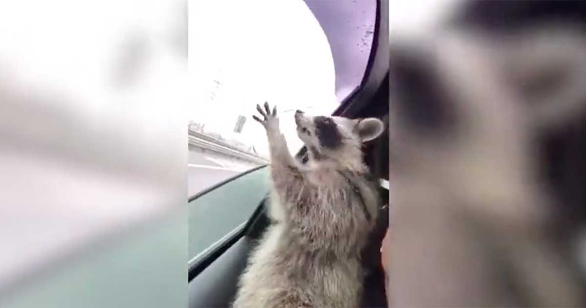 raccoon catching raindrops
