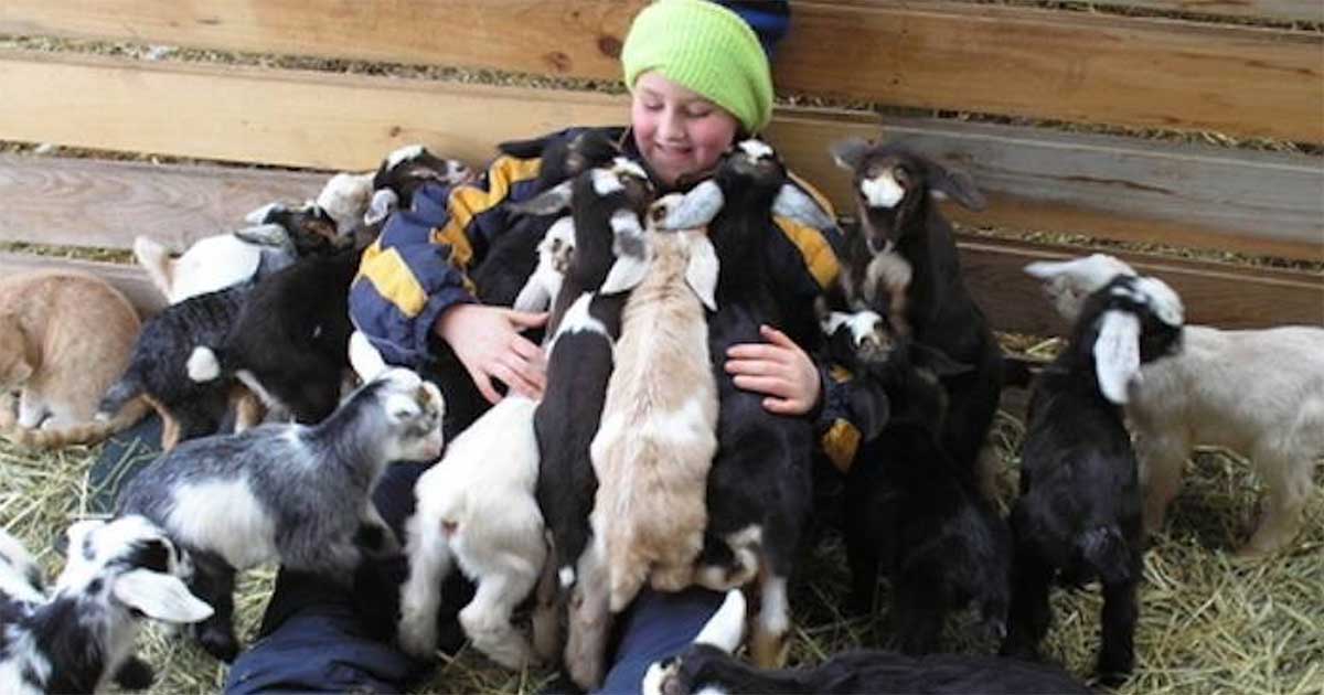 pygmy goats