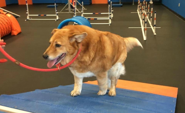 overweight dogs zoom room