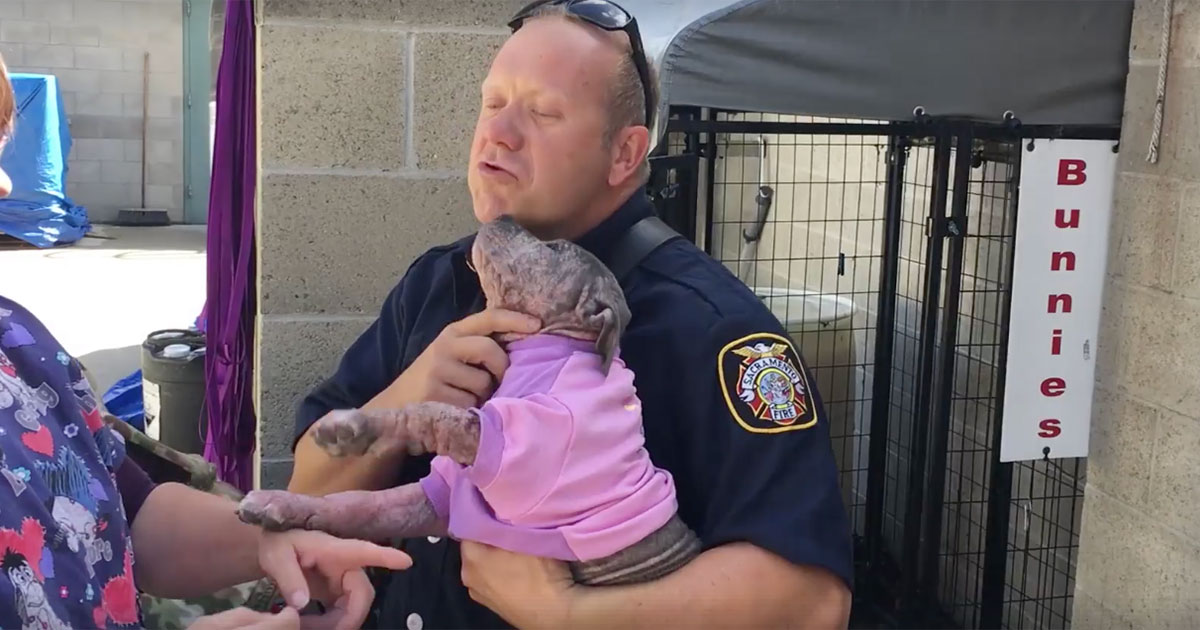 firefighters rescue dog