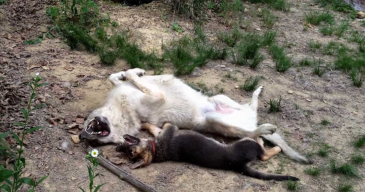 wolf german shepherd
