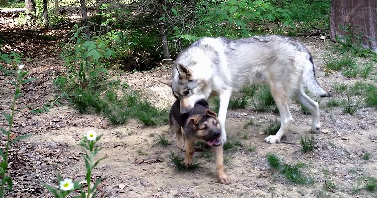 wolf german shepherd