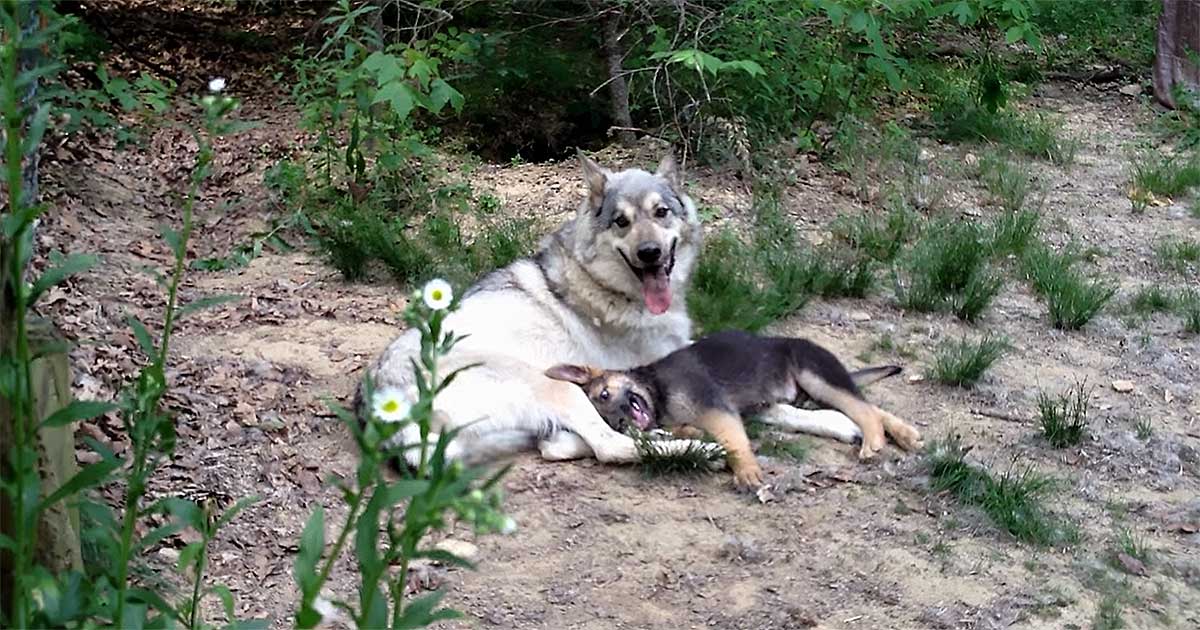 wolf german shepherd