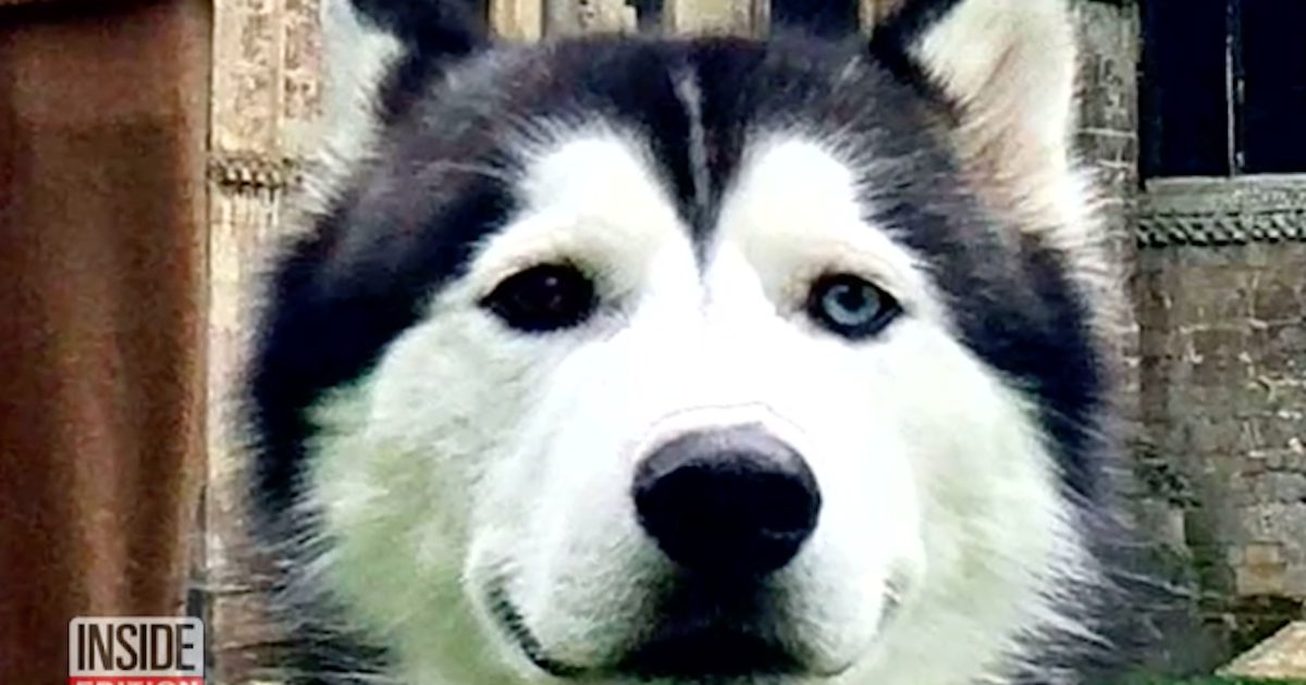Adorable Husky Reunites