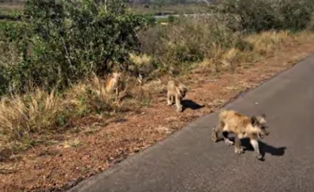 lioness saves missing cubs