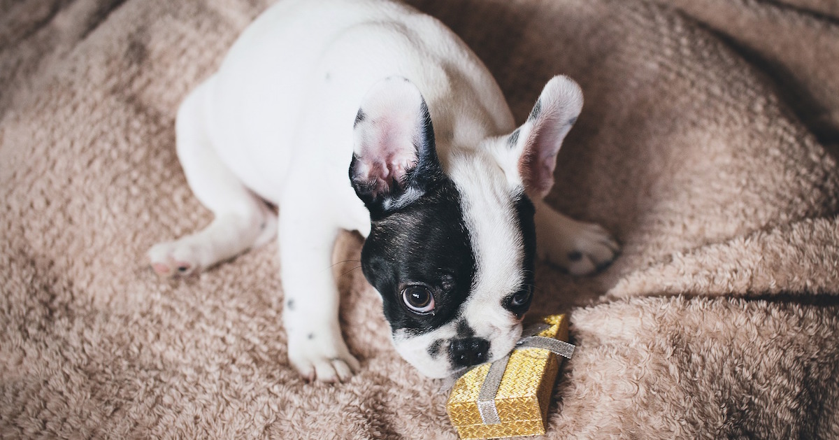 gifts for dogs
