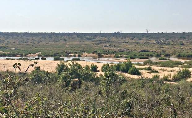 lioness saves missing cubs