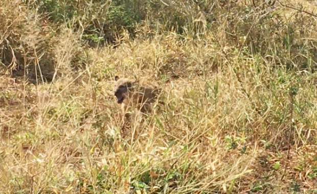 lioness saves missing cubs