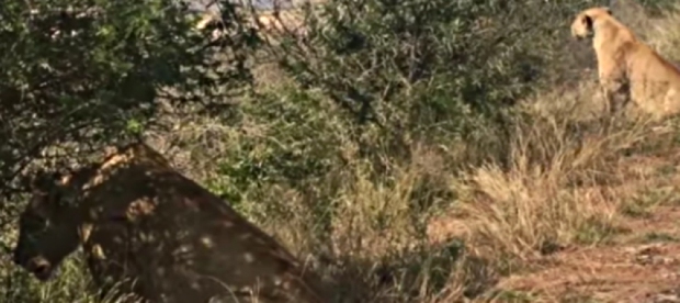 lioness saves missing cubs