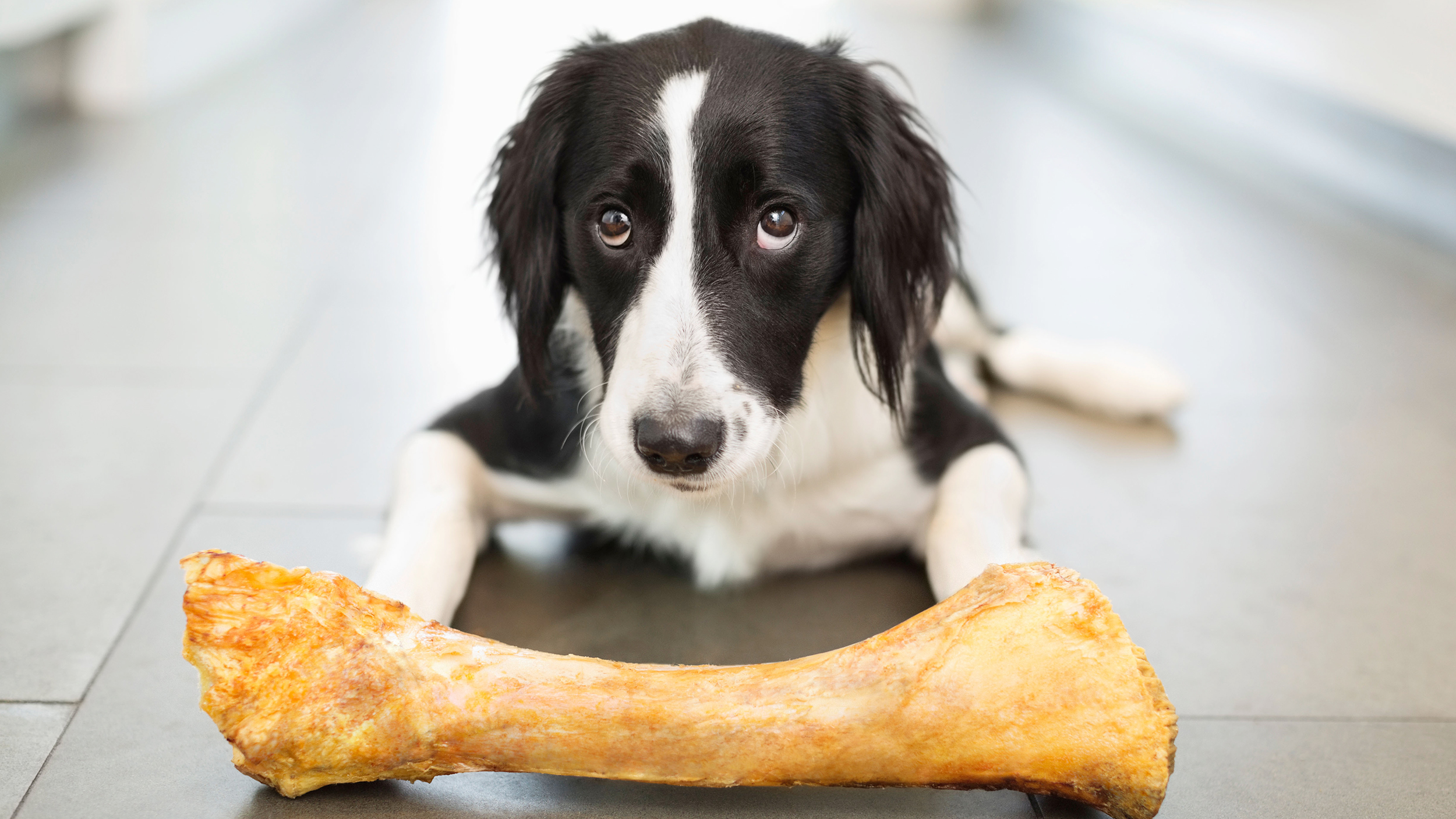 bone treats