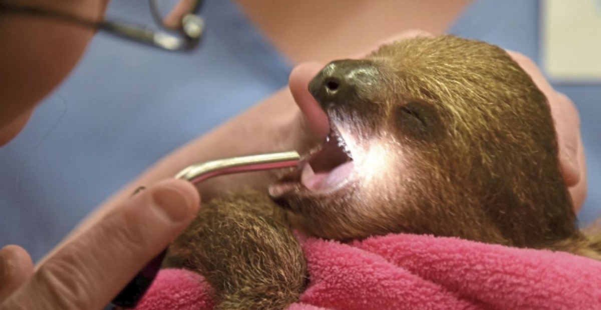 baby sloth