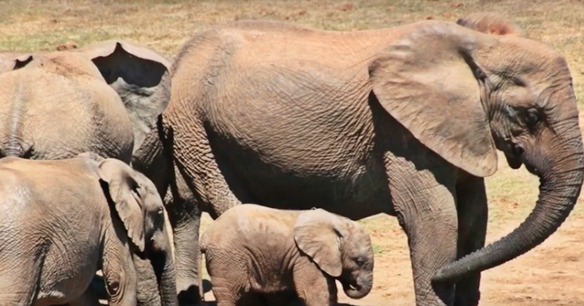 incredible Elephants