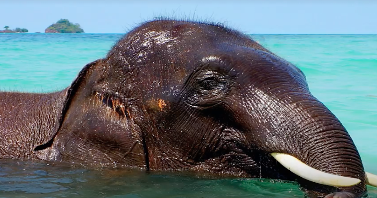 incredible Elephants