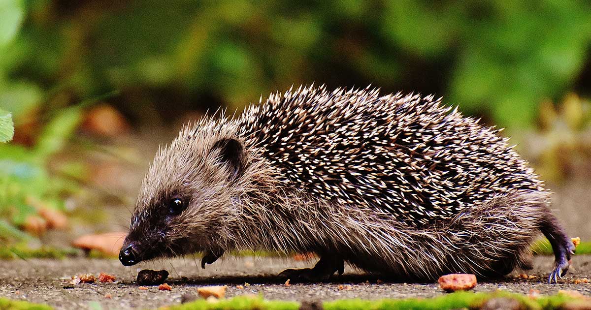 WATCH: These Adorable Overweight Hedgehogs Need Some Diet, Exercise