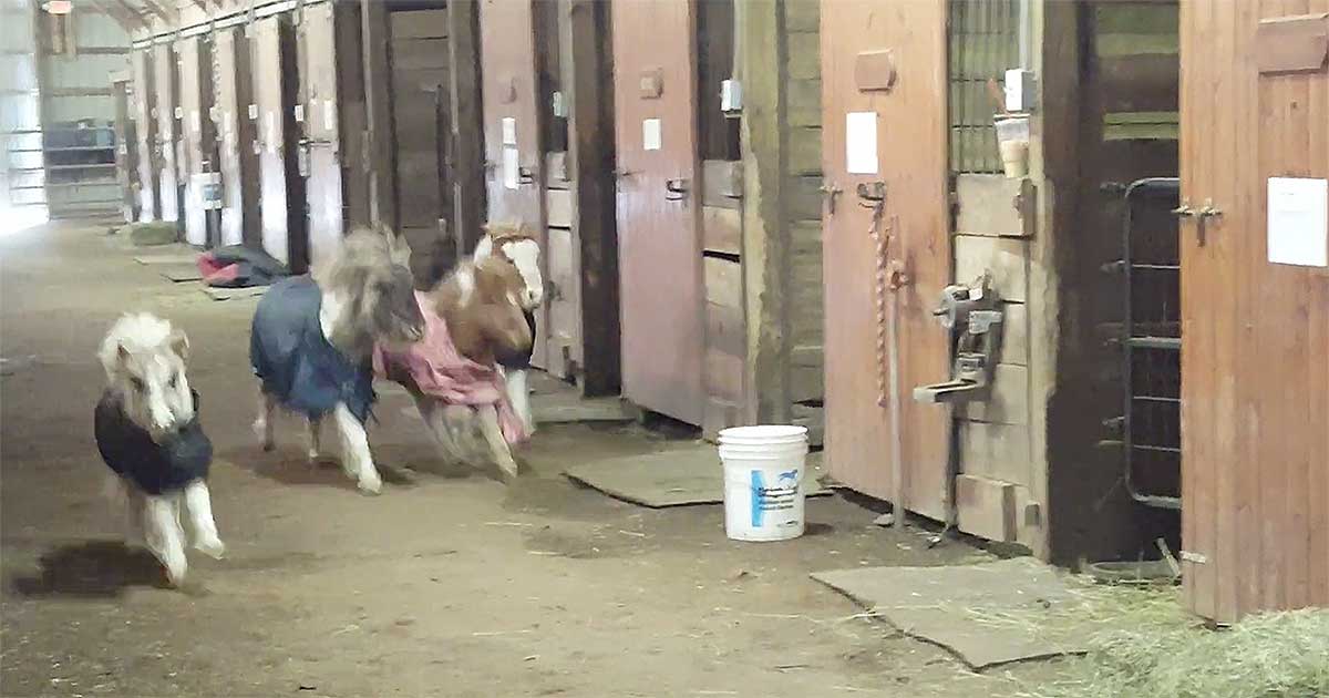 This Is the Most Adorable Race You’ll See, Maybe Ever