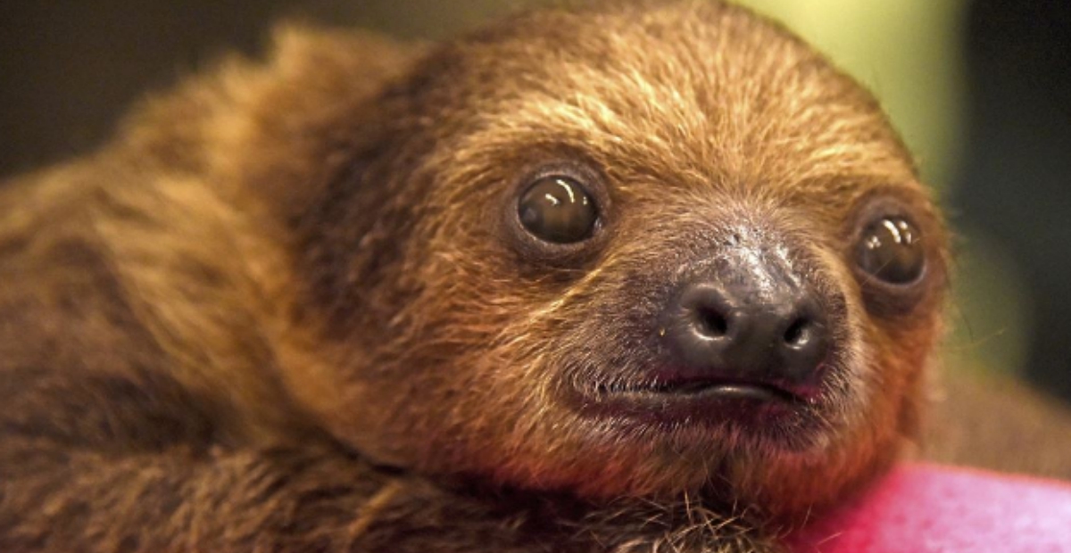 baby sloth
