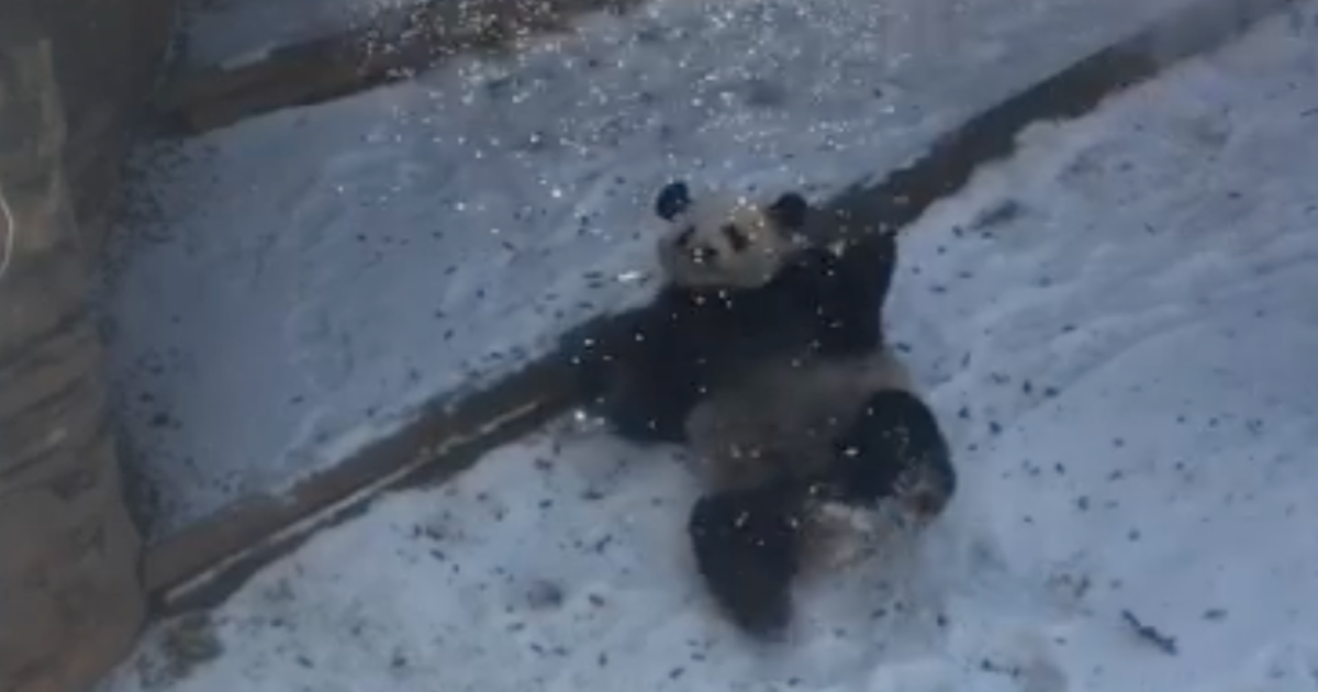 Yang Yang panda atlanta zoo 