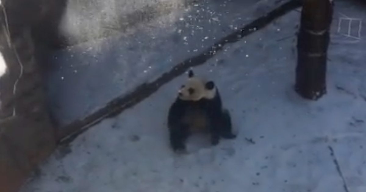 WATCH: Adorable Panda Enjoys His Snow Day at the Atlanta Zoo