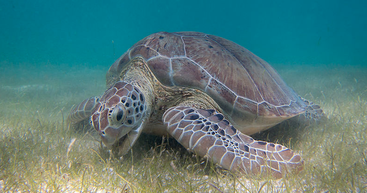 Sea Turtle